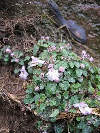 alternativní popis obrázku chybí