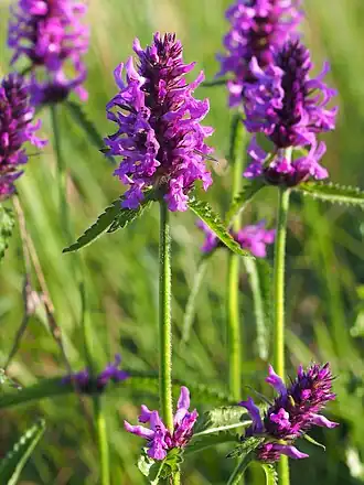 alternativní popis obrázku chybí