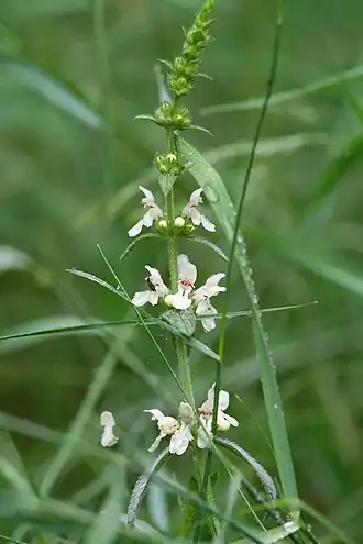 alternativní popis obrázku chybí