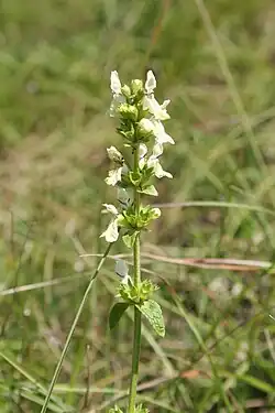 Čistec přímý (Stachys recta)