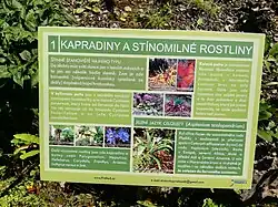 Stanoviště 1: Kapradiny a stínomilné rostliny