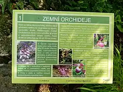 Stanoviště 1: Zemní orchideje