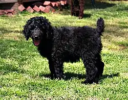 Štěně královského pudla