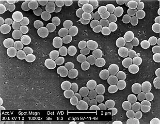 Staphylococcus aureus