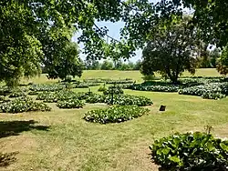 Ostrůvky s porosty bergénií