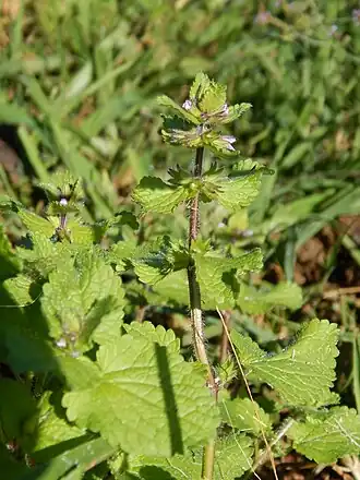 alternativní popis obrázku chybí