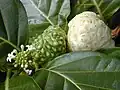 Květy a plody Morinda citrifolia