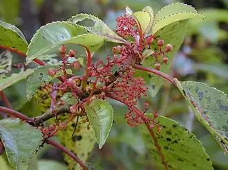 alternativní popis obrázku chybí