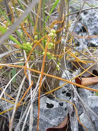 alternativní popis obrázku chybí