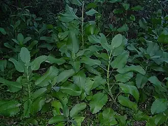 alternativní popis obrázku chybí