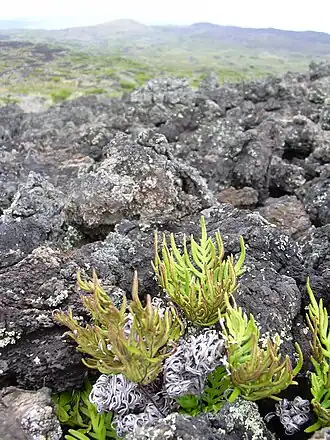 alternativní popis obrázku chybí