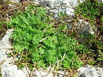 alternativní popis obrázku chybí