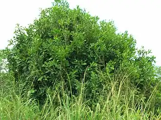 alternativní popis obrázku chybí