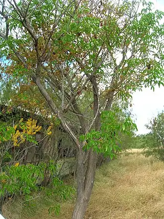 alternativní popis obrázku chybí