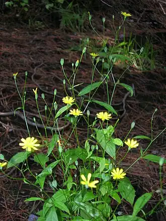 alternativní popis obrázku chybí