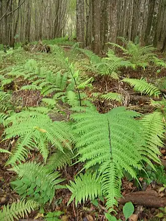 alternativní popis obrázku chybí