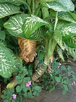 alternativní popis obrázku chybí