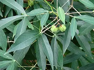 alternativní popis obrázku chybí