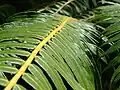 Detail listu Angiopteris evecta