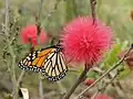 Motýl monarch na květech kaliandry červenohlavé