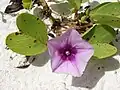 Povijnice Ipomoea pes-caprae