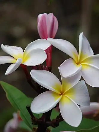 alternativní popis obrázku chybí