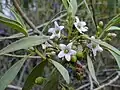Kvetoucí Myoporum sandwicense