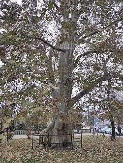 Starší platan javorolistý na náměstí Svobody v Opolí