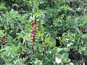 alternativní popis obrázku chybí