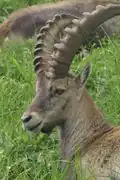 Capra ibex