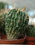 Stenocactus lamellosus