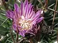 Stenocactus violaciflorus