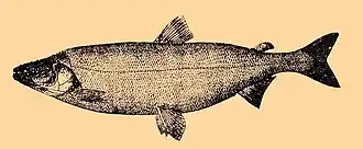 popis obrázku chybí