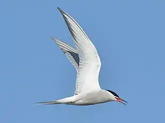 alternativní popis obrázku chybí