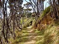 Track Rakiura na Stewartově ostrově