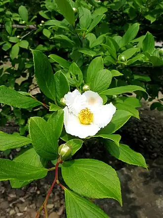 alternativní popis obrázku chybí