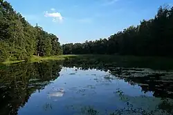 Štičí rybník v Jabkenické oboře