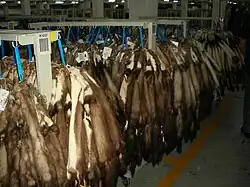 Na fotografii je mnoho desítek či možná stovky na štendrech zavěšených kožešin kun skalních