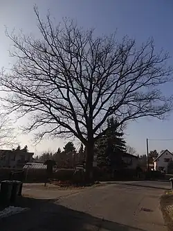 Schillerův dub ve Stráži nad Nisou