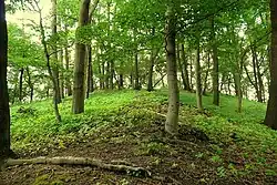 Zalesněný vrchol Strážného vrchu