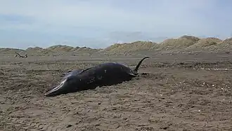 alternativní popis obrázku chybí