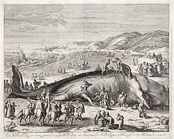 Uvázlá velryba (Gilliam van der Gouwen, 1598)