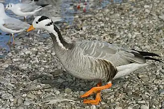 alternativní popis obrázku chybí