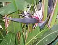 Strelitzia nicolai