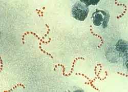 Streptococcus pyogenes je častým původcem horečky omladnic