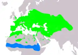 Rozšíření hrdličky divoké