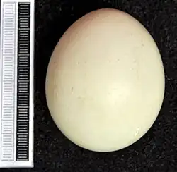 Vejce puštíka vousatého