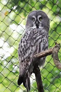 Puštík vousatý v Zoo Praha