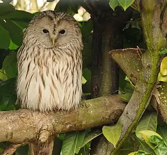 Puštík bělavý (Strix uralensis)
