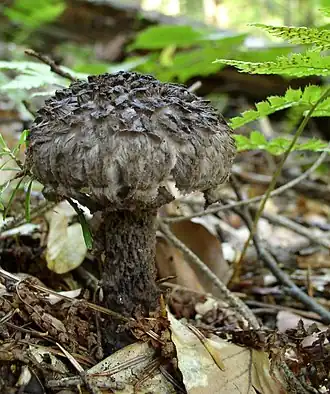 alternativní popis obrázku chybí